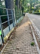 Foto: Gehweg Verschmutzung und Bewuchs Dorfstr. 30 